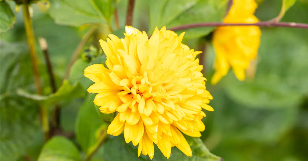 Helianthus decapetalus 'Soleil d'Or', StaudenSonnenblume Haid