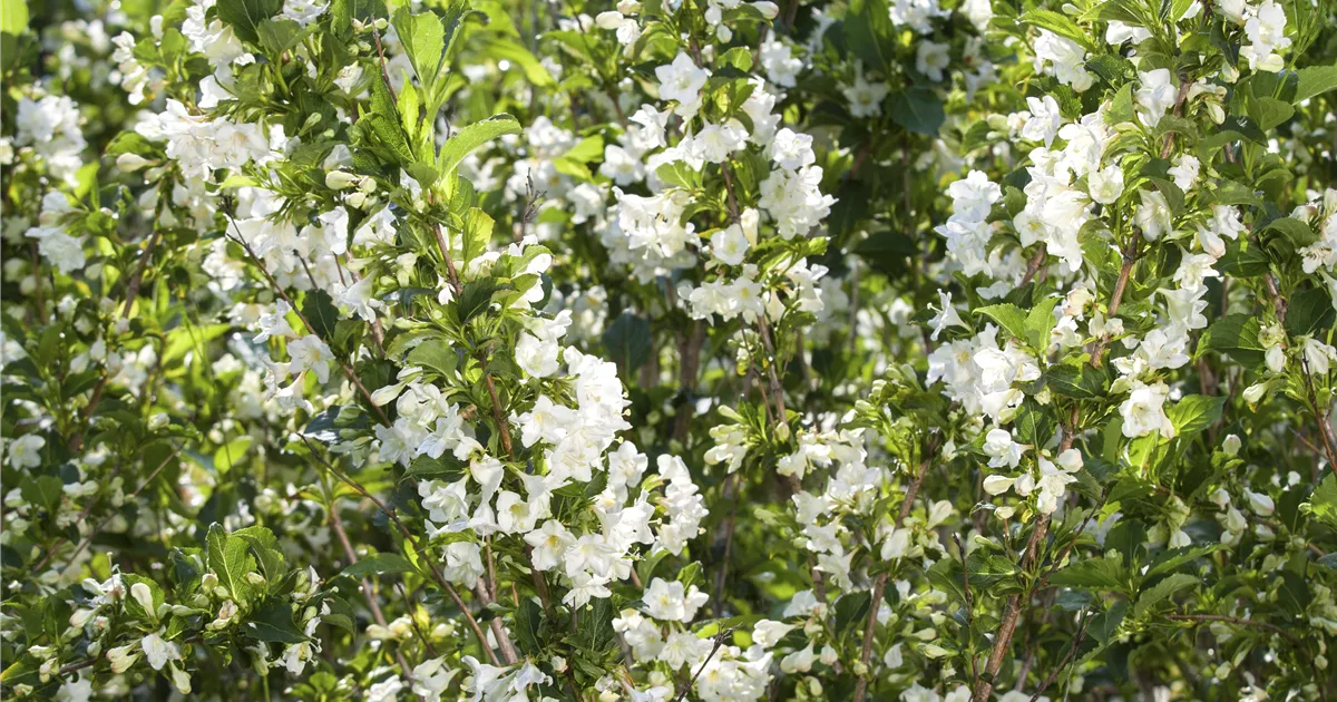 Weigela florida 'Nana Variegata', Buntblättrige Weigelie Haid Baumschulen