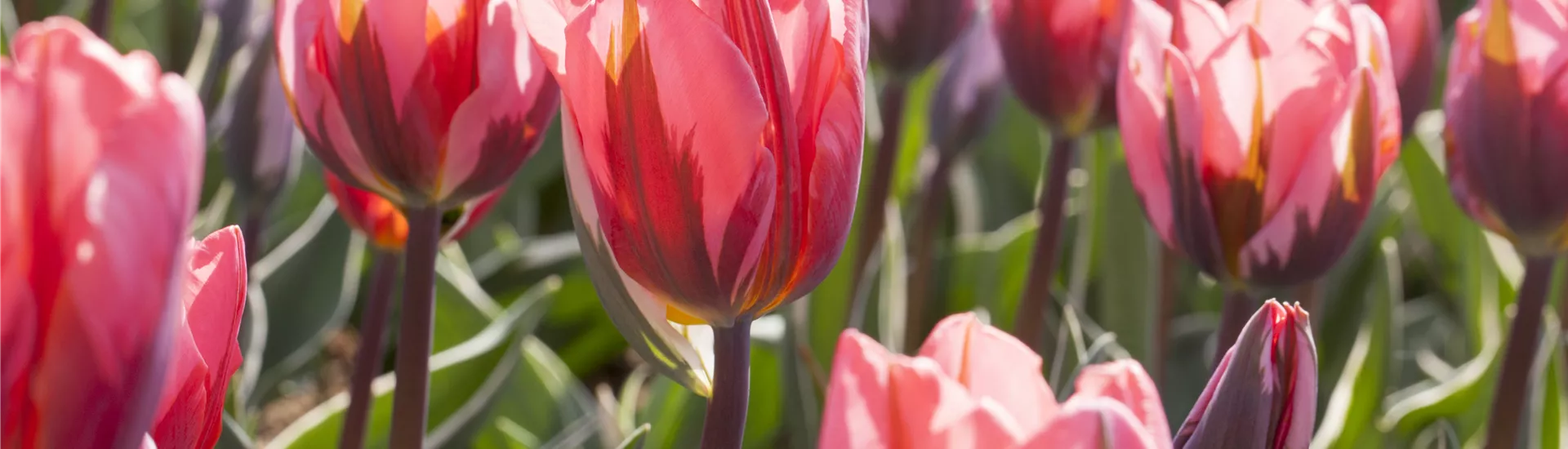 GS514843.jpg GS514843.jpg