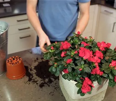Azalee - Einpflanzen in ein Gefäß Azalee - Einpflanzen in ein Gefäß