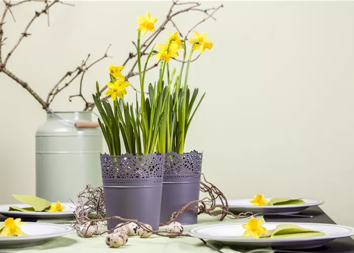 Frühblüher im Haus – Blumenzwiebeln antreiben Frühblüher im Haus – Blumenzwiebeln antreiben