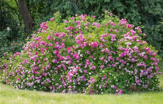 Historische Rosen – Schönheit mit einer langen Geschichte Historische Rosen – Schönheit mit einer langen Geschichte