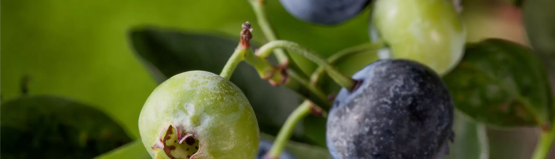 GS406748.jpg GS406748.jpg