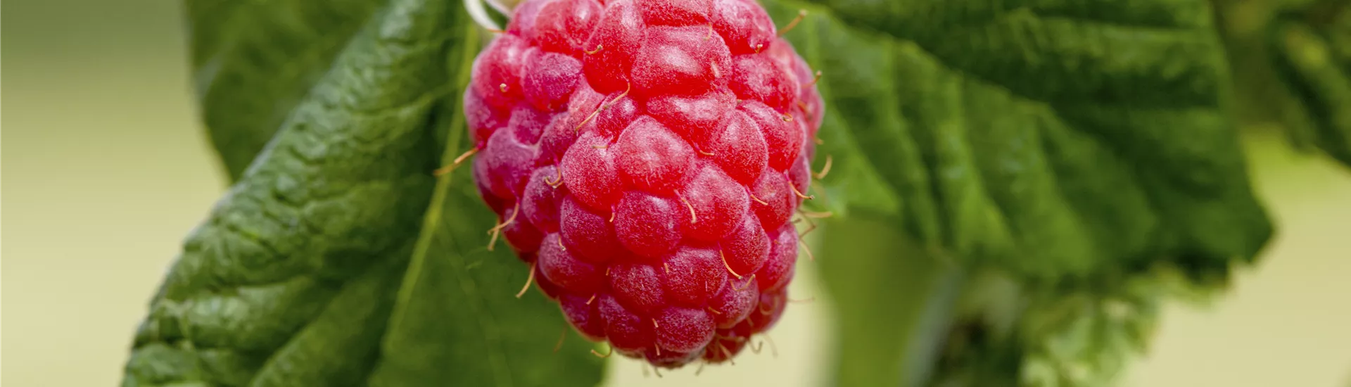 GS497970.jpg GS497970.jpg