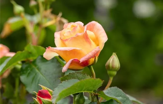 Rezepte mit Rosen Rezepte mit Rosen