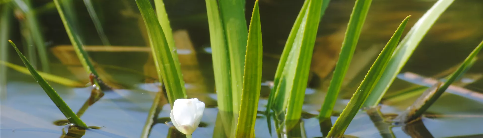 Stratiotes aloides.JPG