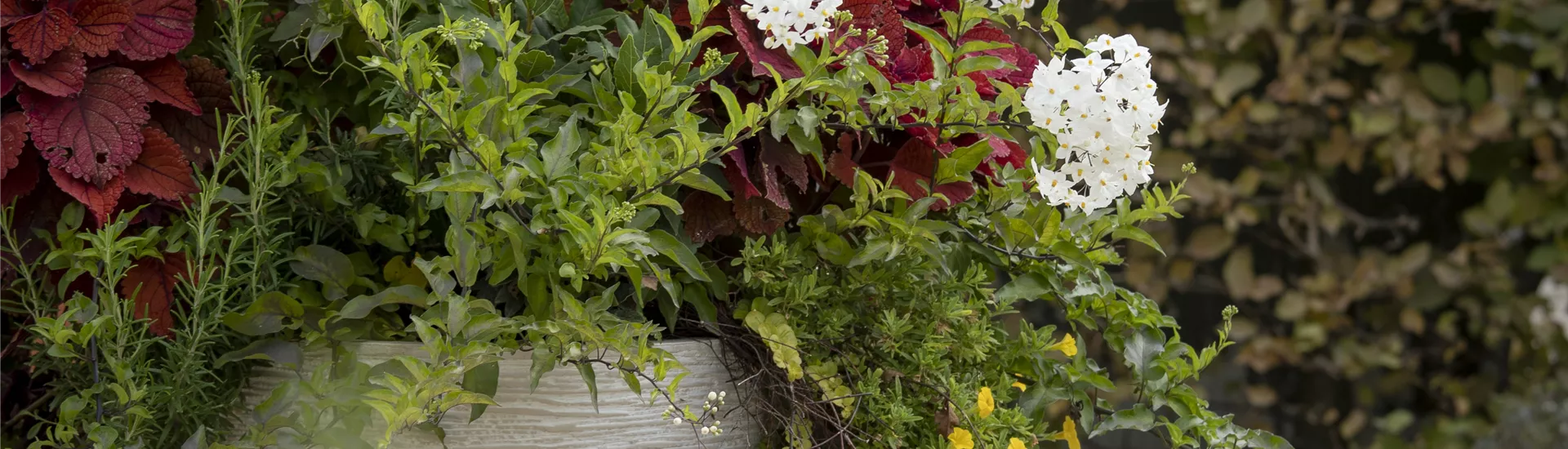 GS588939.jpg GS588939.jpg