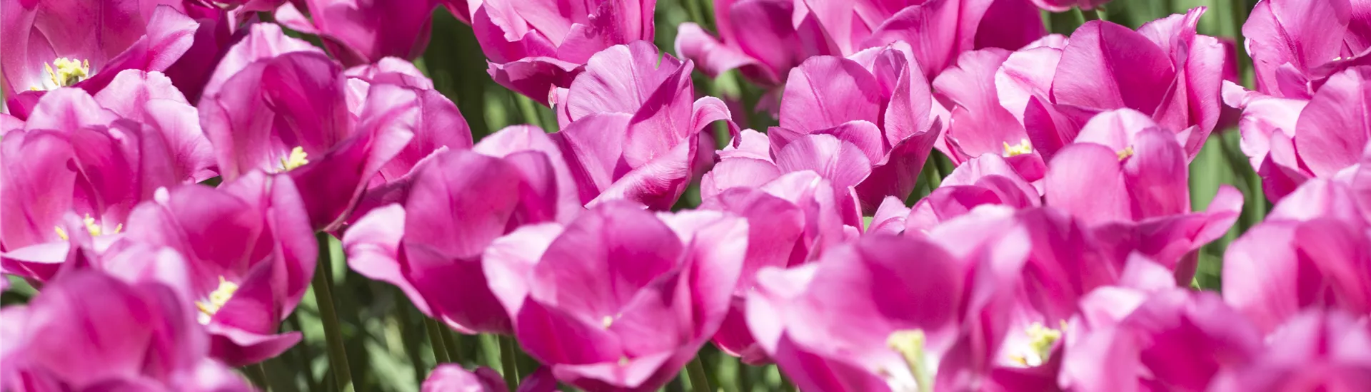 GS492208.jpg GS492208.jpg