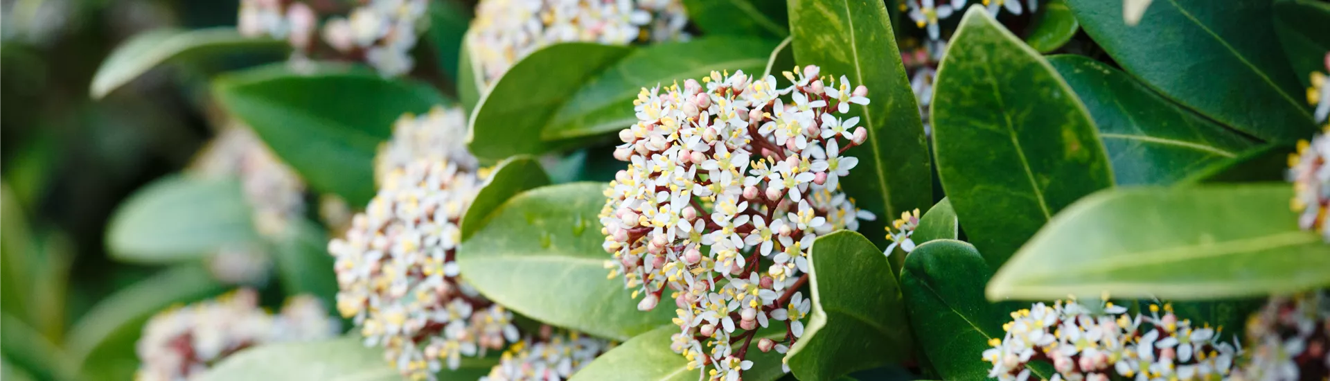 GS531771.jpg GS531771.jpg