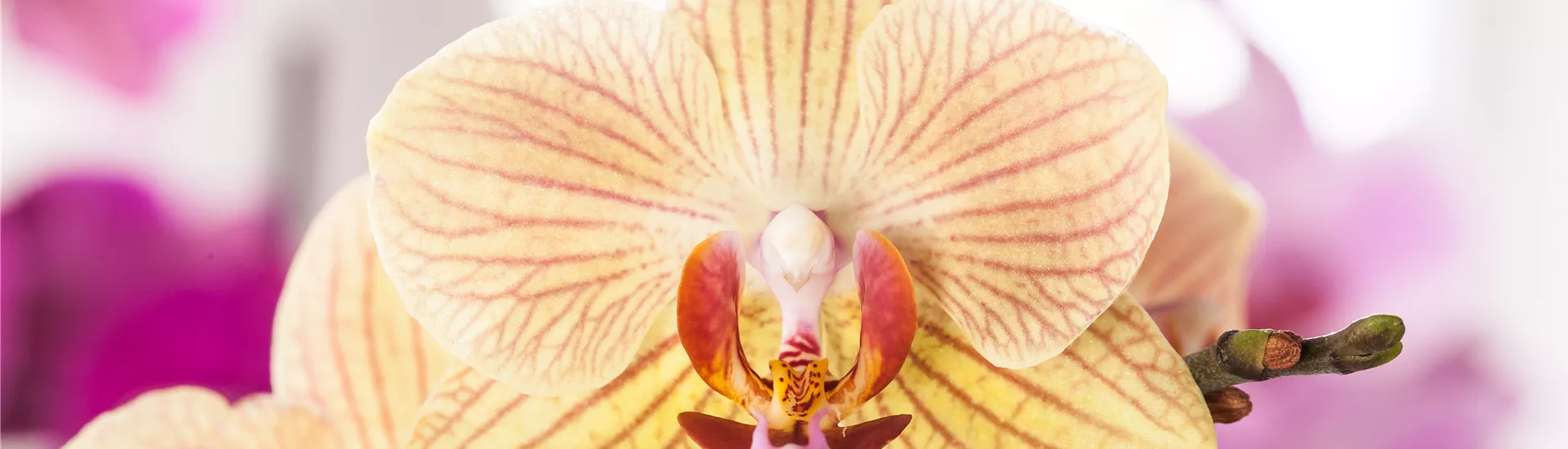 GS527195.jpg GS527195.jpg