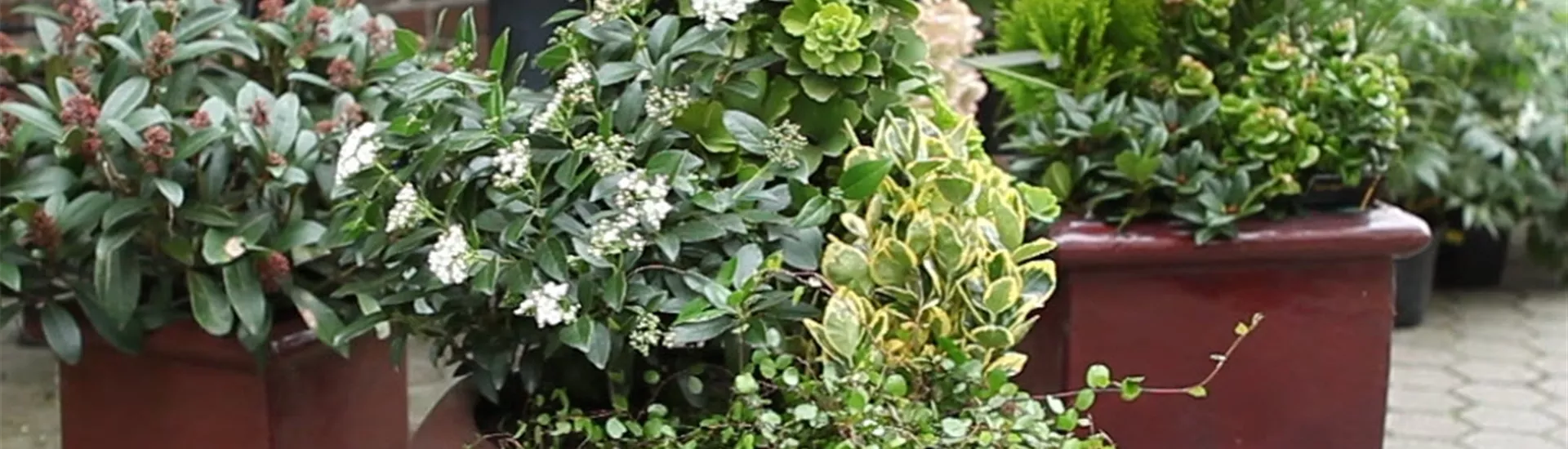 Blumenkübel - Dauerhafte Bepflanzung (Anleitung - 8).jpg