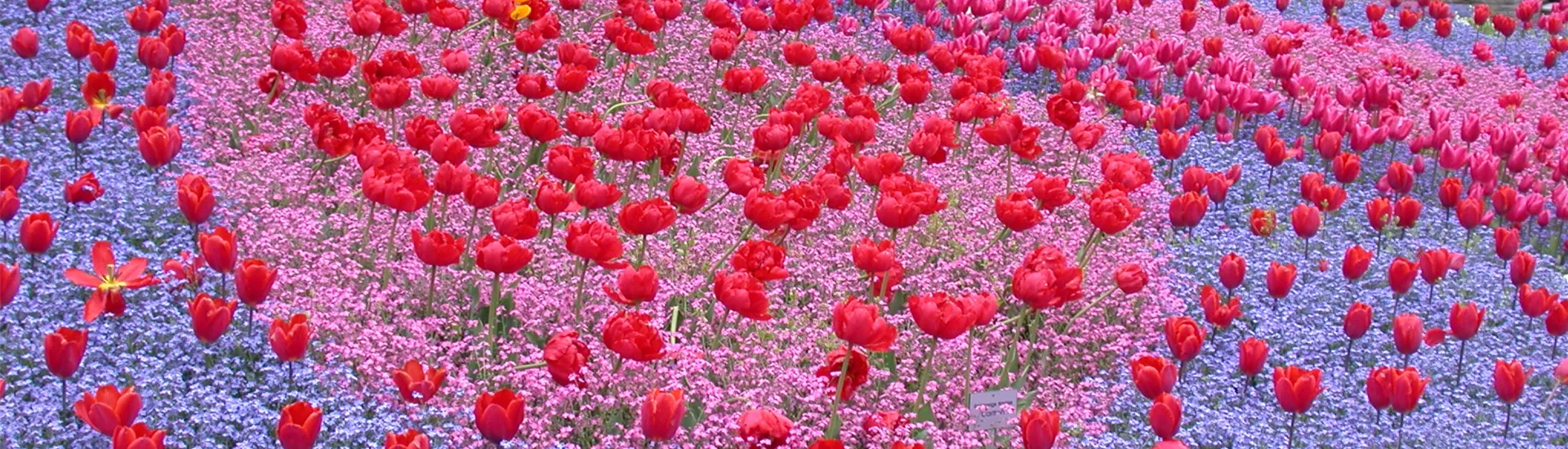 GS616224.jpg GS616224.jpg