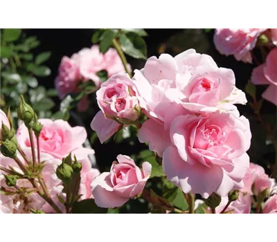 Rosa 'Bonica 82' -R- BT III Rosa 'Bonica 82' -R- BT III