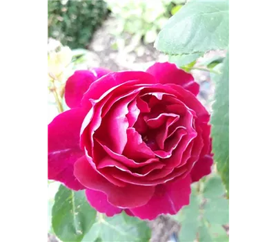 Rosa 'Baron Girod del'Ain' STR Rosa 'Baron Girod del'Ain' STR