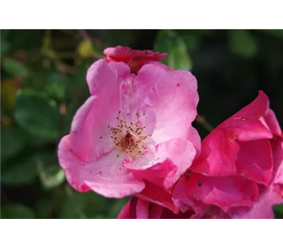 Rosa 'Betty Prior' BT I Rosa 'Betty Prior' BT I