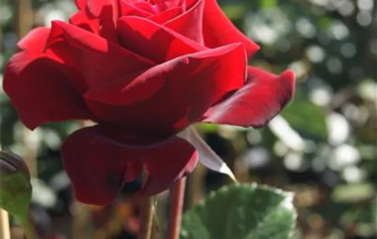 Rosa 'Naheglut' -R- KL IV