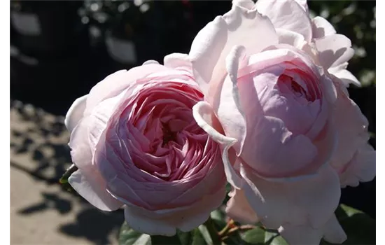 Rosa 'Nahema' -R- KL VII