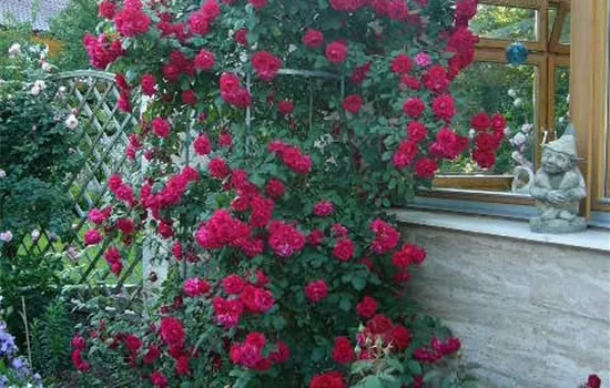 Rosa 'Red Flame' -R- KL VI