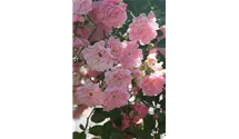 Ramblerrrose öfterblühend