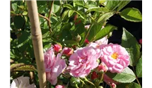 Ramblerrrose öfterblühend