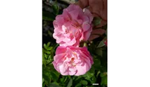 Ramblerrrose öfterblühend