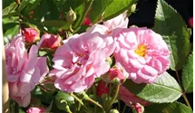 Ramblerrrose öfterblühend