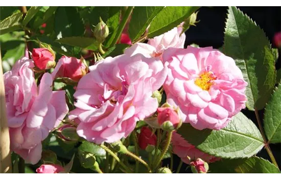 Rosa 'Rosendorf Steinfurth'