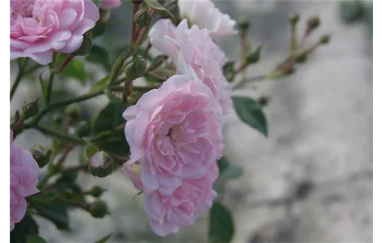 Rosa 'The Fairy' BDR II Rosa 'The Fairy' BDR II
