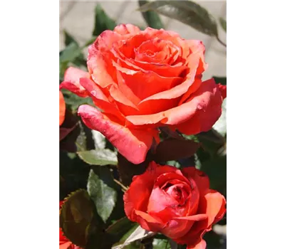 Rosa 'Anne Vanderlove' -R- TH Rosa 'Anne Vanderlove' -R- TH