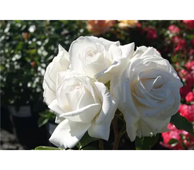 Rosa 'Annapurna' -R- TH IV Rosa 'Annapurna' -R- TH IV