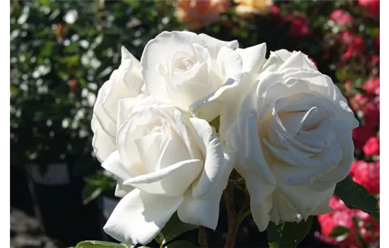 Rosa 'Annapurna' -R- TH IV