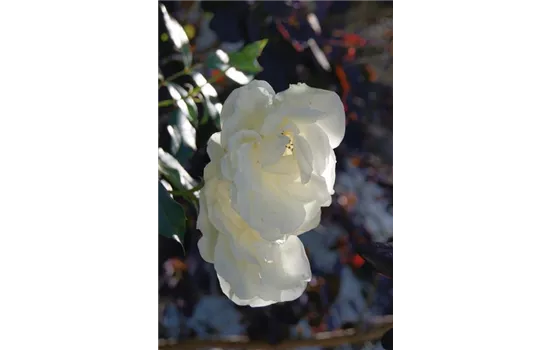 Rosa 'Schneewittchen'® Rosa 'Schneewittchen'®