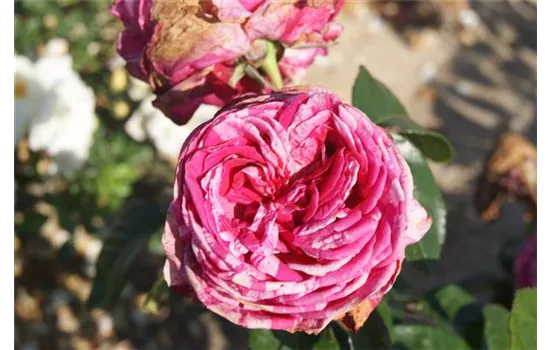 Rosa 'Crazy Fashion'® Rosa 'Crazy Fashion'®