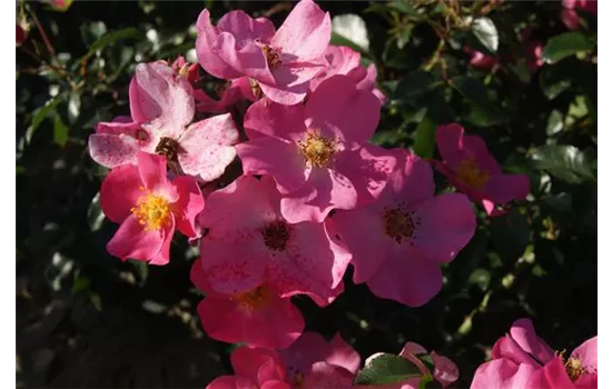 Rosa 'Fortuna'® Rosa 'Fortuna'®