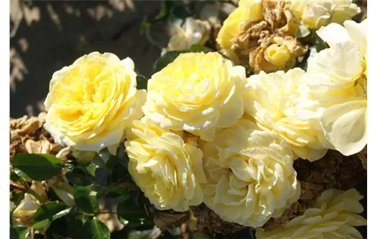 Rosa 'Solero'® Rosa 'Solero'®