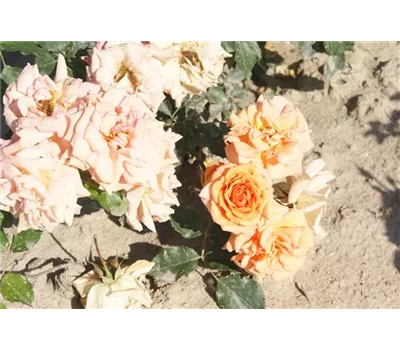 Rosa 'Bentheimer Gold' -R- BT IV Rosa 'Bentheimer Gold' -R- BT IV