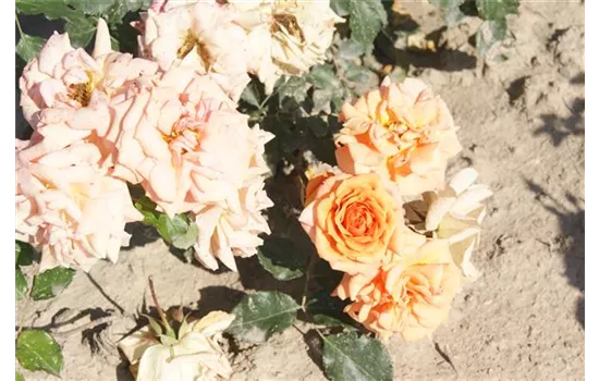 Rosa 'Bentheimer Gold' -R- BT IV Rosa 'Bentheimer Gold' -R- BT IV