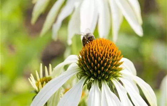 Echinacea purpurea, weiß Echinacea purpurea, weiß