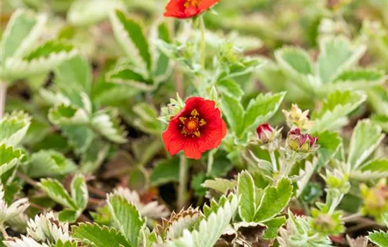Potentilla atrosanguinea