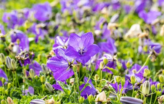 Campanula carp.'Blaue Clips'