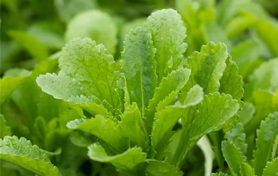 Echinops banaticus 'Taplow Blue'