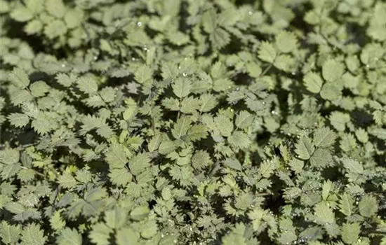 Acaena buchananii Acaena buchananii