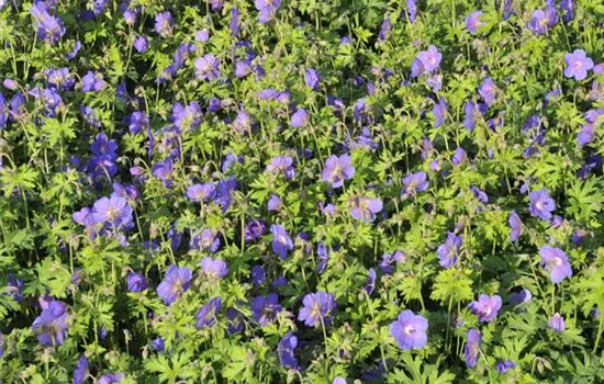 Geranium himalayense 'Gravetye'