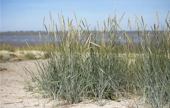 Ammophila breviligulata