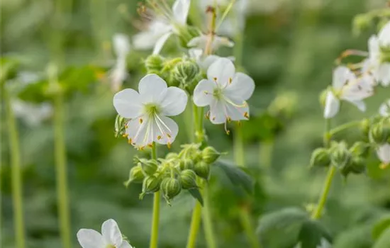 Geranium macrorrhizum 'Album'