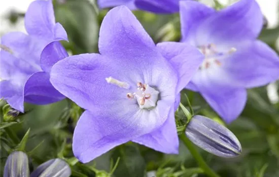Campanula cochleariifolia