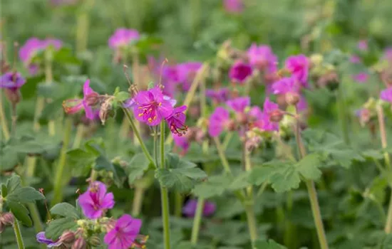 Geranium macrorrhizum 'Bevan'