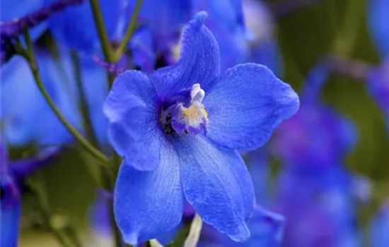 Delphinium x bellad.'Piccolo'