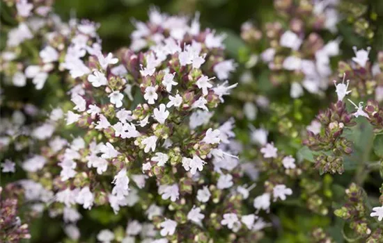 Origanum vulgare 'Compactum'