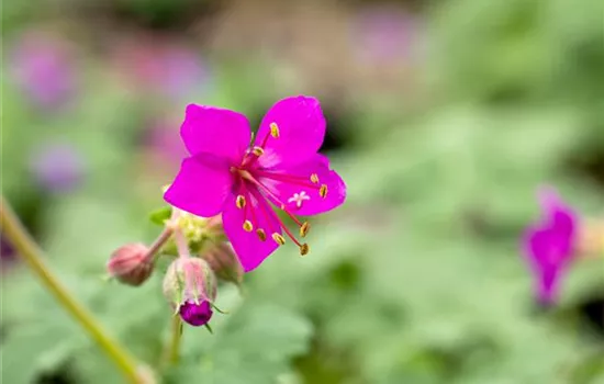 Geranium macrorrhizum 'Czakor'